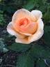 Golden Unicorn rose photo