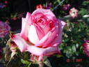Kraljica Marija rose photo