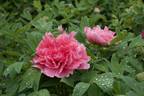 Shan Hu Tai 珊瑚台 peony photo