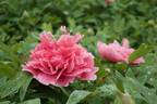 Shan Hu Tai 珊瑚台 peony photo