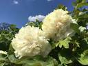 Yao Huang peony photo