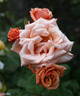 Vesper rose photo