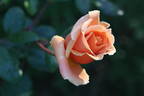 Royal Sunset rose photo