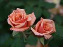 Vesper rose photo