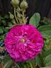 Umbra rose photo