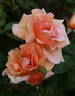 Royal Sunset rose photo