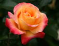 Pure Poetry ™ rose photo