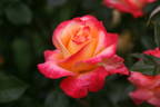 Pure Poetry ™ rose photo