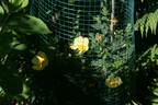 Ormiston Roy rose photo