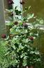 Burgundy velvet rose photo