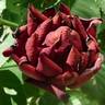 Burgundy velvet rose photo
