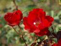 Martian Glow rose photo