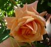 Rêve Abricot rose photo