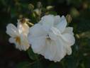 White Quill rose photo