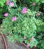 Rosa woodsii 'Kimberley' rose photo