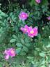 Rosa woodsii 'Kimberley' rose photo