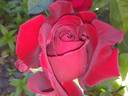 Peak Performance rose photo