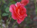 Belle Loire rose photo