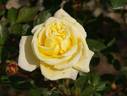 Bébé Lune rose photo