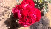 Showbiz rose photo