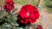 Showbiz rose photo