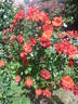 La Sevillana rose photo