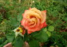 Spirit Dance rose photo