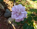 Intermezzo rose photo