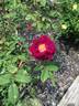 Nightmoss rose photo