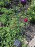 Nightmoss rose photo