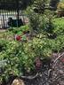 Nightmoss rose photo