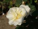 Yellow Queen Elizabeth rose photo