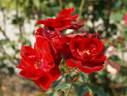Andalusien ® rose photo