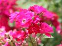 D.T. Poulsen rose photo