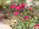 D.T. Poulsen rose photo