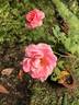 Kanyakumari ™ rose photo