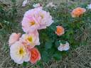 Be a Gentleman rose photo