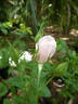 Bouquet Tout Fait rose photo
