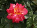 Asagumo rose photo
