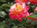 Asagumo rose photo