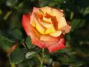 Acapulco rose photo