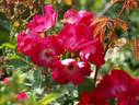 Aafje Heynis rose photo
