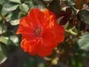 A.J. Herwig rose photo