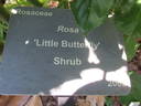 Little Butterfly rose photo