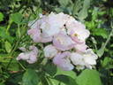 Little Butterfly rose photo