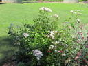 Little Butterfly rose photo