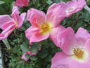 Rainbow Knock Out ® rose photo