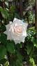 Swan Lake rose photo