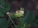 Noisette Moschata rose photo