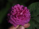 Frédéric II de Prusse rose photo